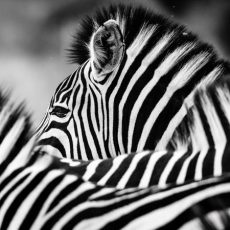 Zebra2 (1 of 1)@0,5x Zebra2 (1 of 1)@0,5x